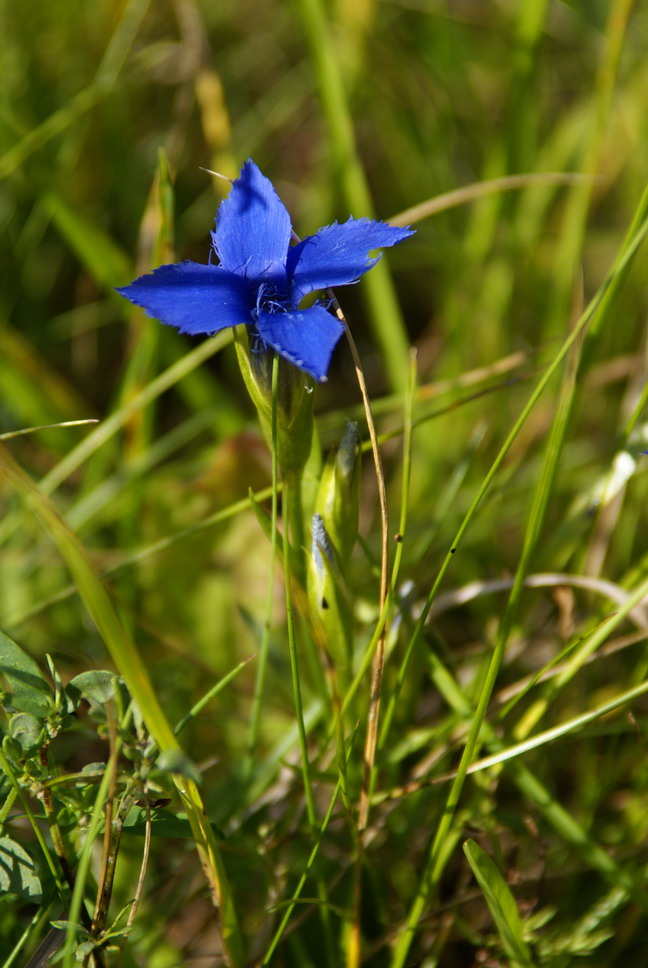 Eine Rhönblume